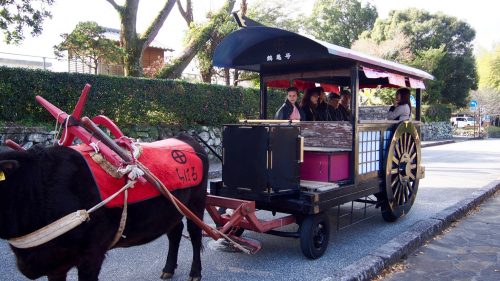 Riding an ox-drawn cart in Izumi, Kagoshima.