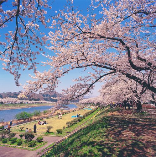 Cherry blossoms in Kakunodate, Semboku, Akita.