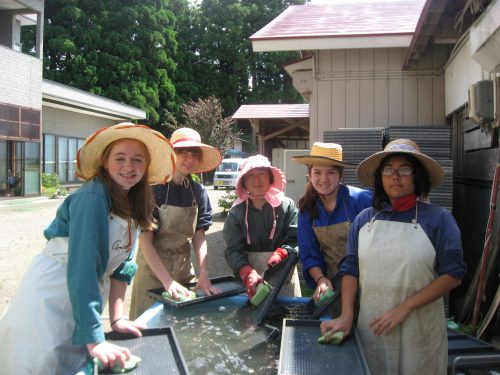 Working on a farm stay experience in Akita Prefecture.