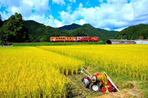 Rice harvesting in Akita along the Nairiku Train line.