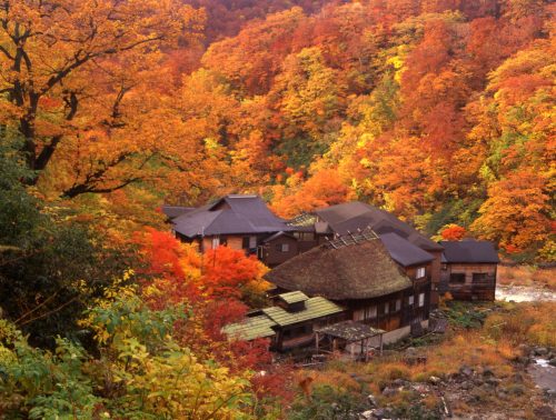 Autumn colors at Kuroyu Onsen in Akita