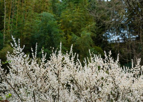 A farm stay experience in Yufu city in Oita Prefecture, Kyushu, Japan.