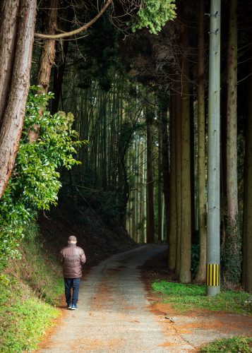 Shiitake mushroom growing in Oita Prefecture, Kyushu.