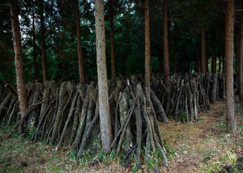 Shiitake mushroom growing in Oita Prefecture, Kyushu.