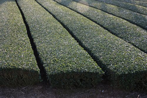 Green tea tourism in Higashisonogi, Nagasaki