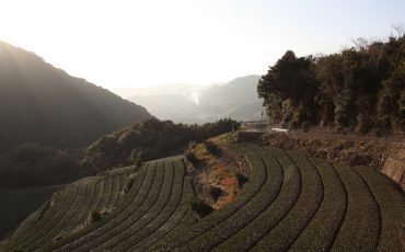 Green tea tourism in Higashisonogi, Nagasaki