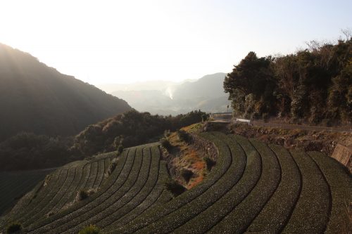 Green tea tourism in Higashisonogi, Nagasaki