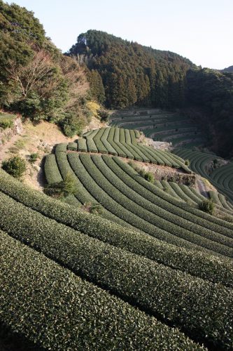 Green tea tourism in Higashisonogi, Nagasaki