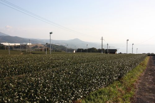 Green tea tourism in Higashisonogi, Nagasaki