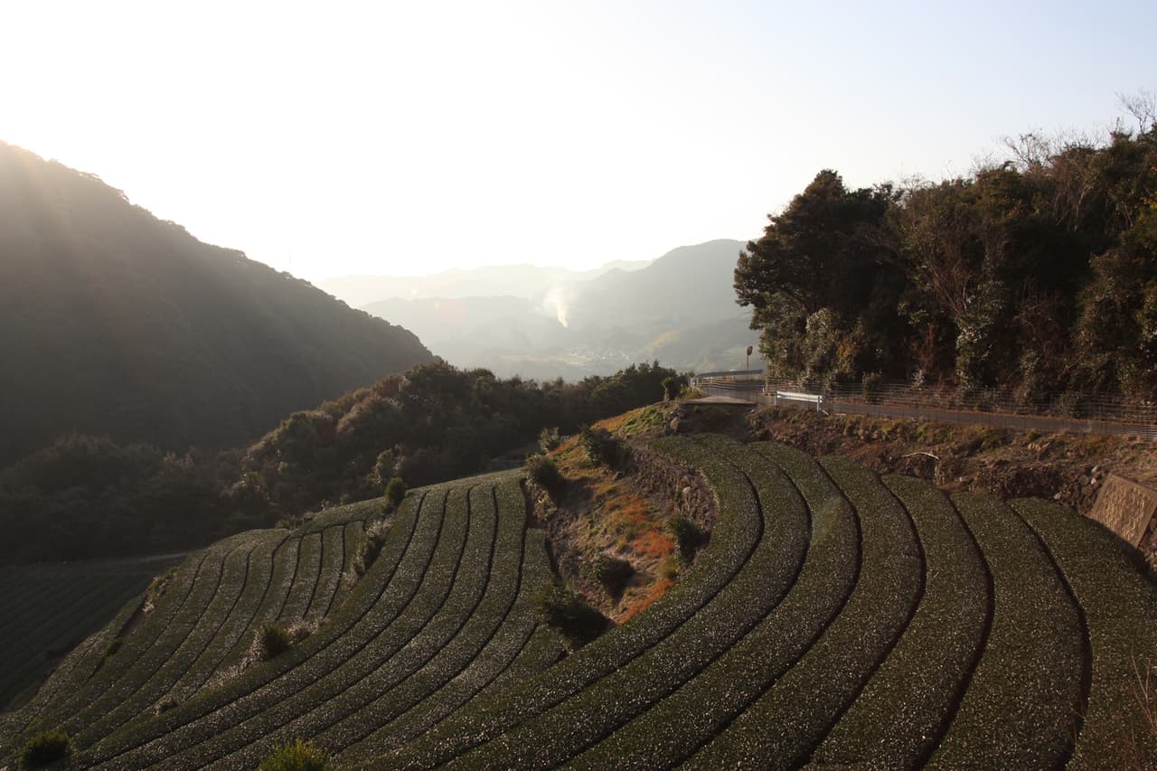 A green tea plantation area 