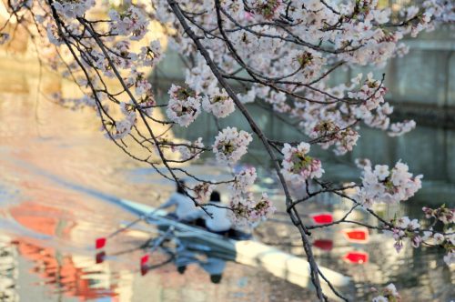 cherry blossoms in Yokohama