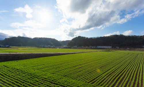 The farmland of the Ogata Plains in Bungoono, Oita, Kyushu, Japan.