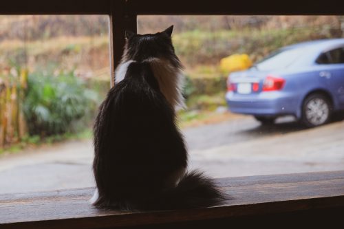 A cat at Satta Yard curry restaurant, Oita.