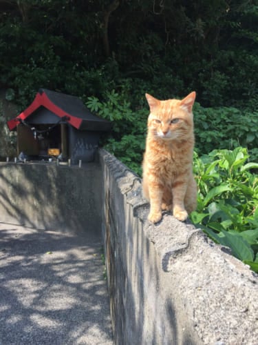 Cat sitting in front of Shinto sanctuary