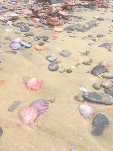 Hiyougi shells on sandbeach in Yakatajima