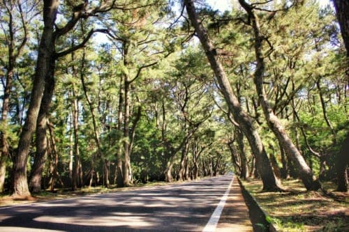 Picturesque pine trees on Ojika Island