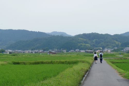 Two people walking on a small road in the middle of the rice fields in Asuka, Nara