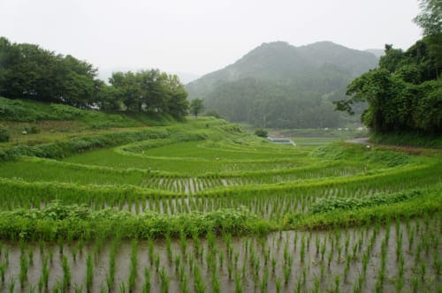 Asuka: a view of the terraced rice fields of Inabuchi Tanada under the rain