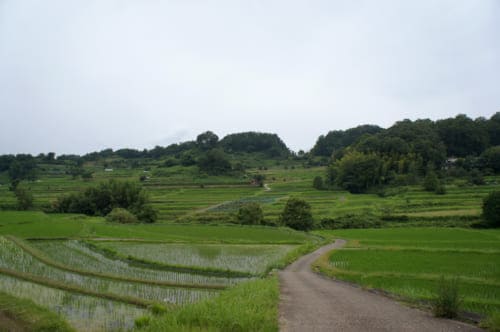 The terraced rice fields of Inabuchi Tanada in Asuka (Nara), crossed by a small path