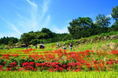 Inabuchi Tanada rice fields covered with red flowers on a sunny Autumn day in Asuka