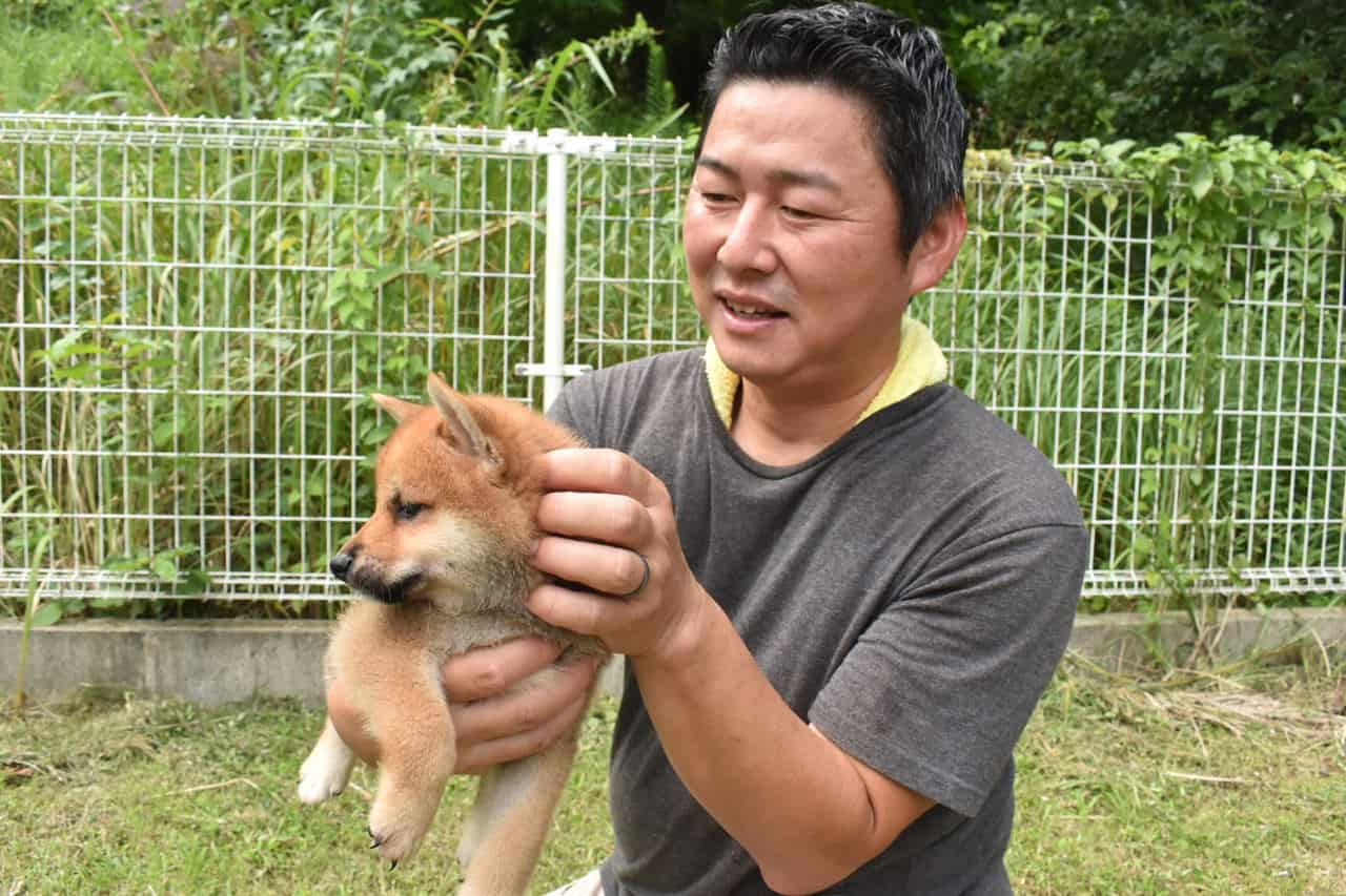 Shiba Inu puppies in Kumamoto