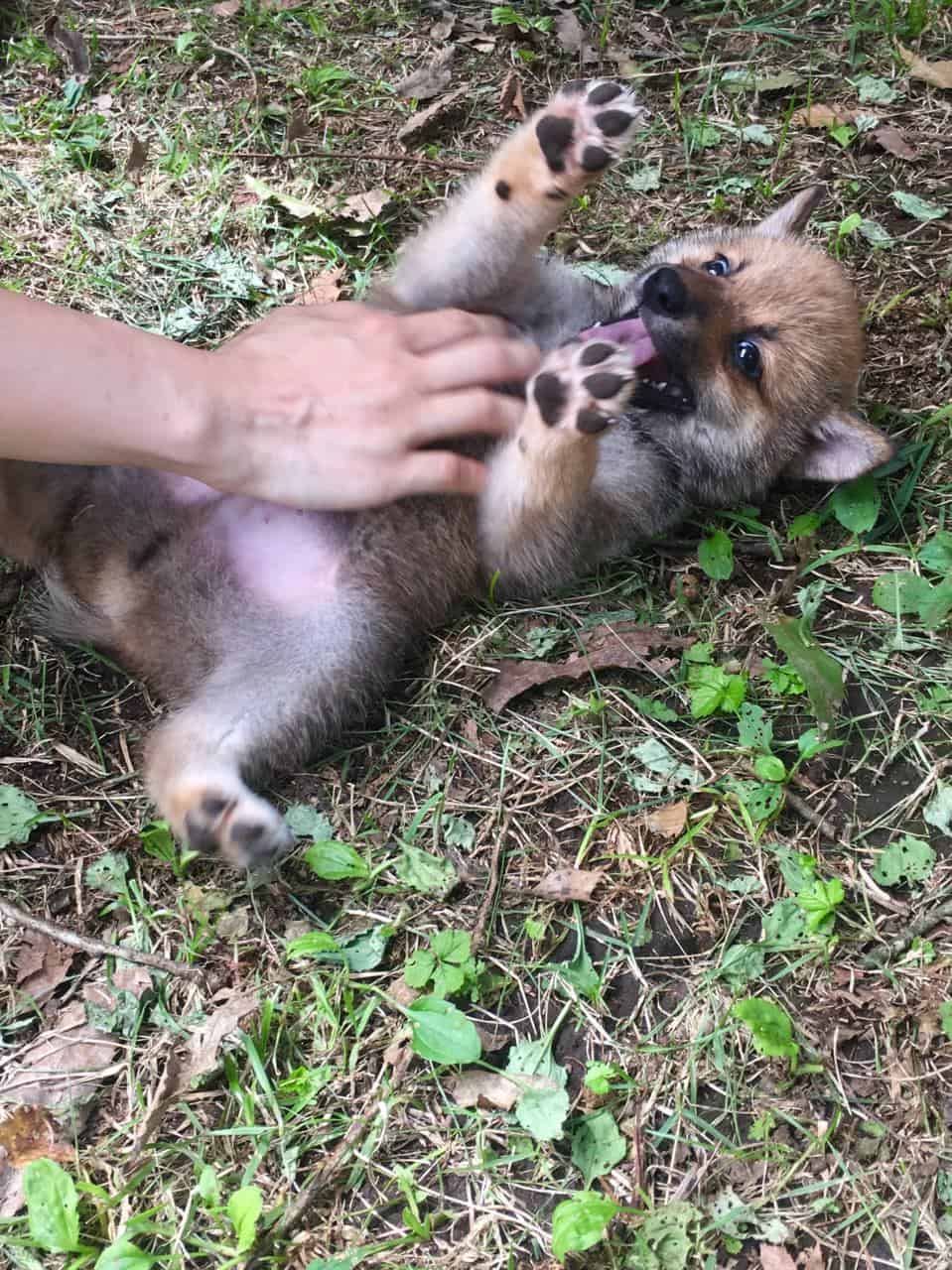 Shiba Inu puppies in Kumamoto