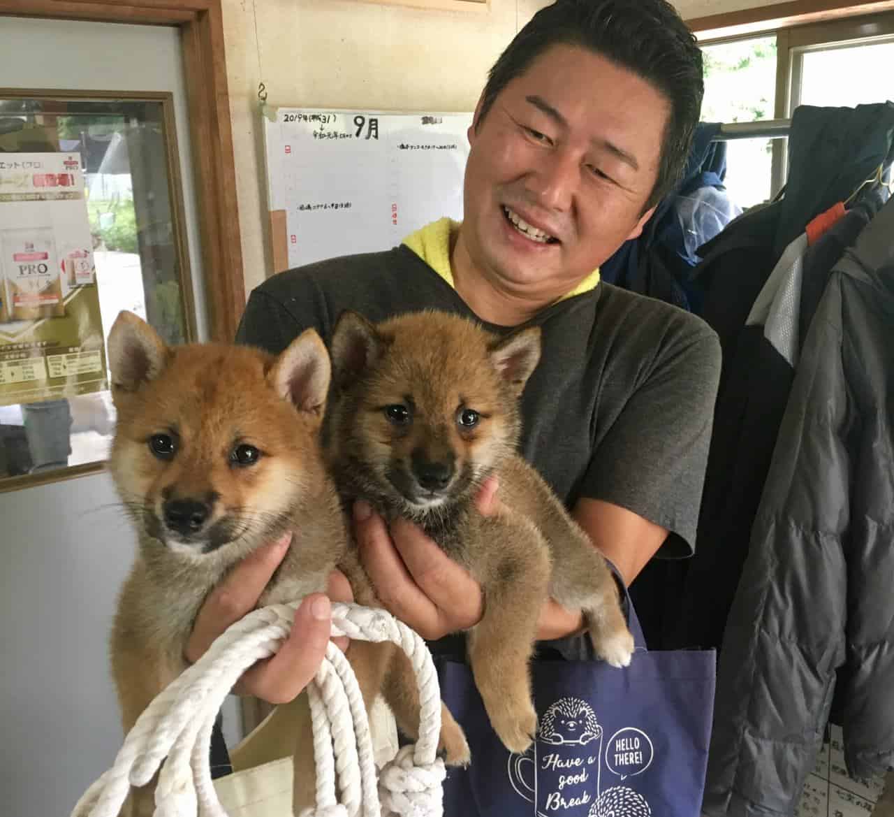 Shiba Inu puppies in Kumamoto