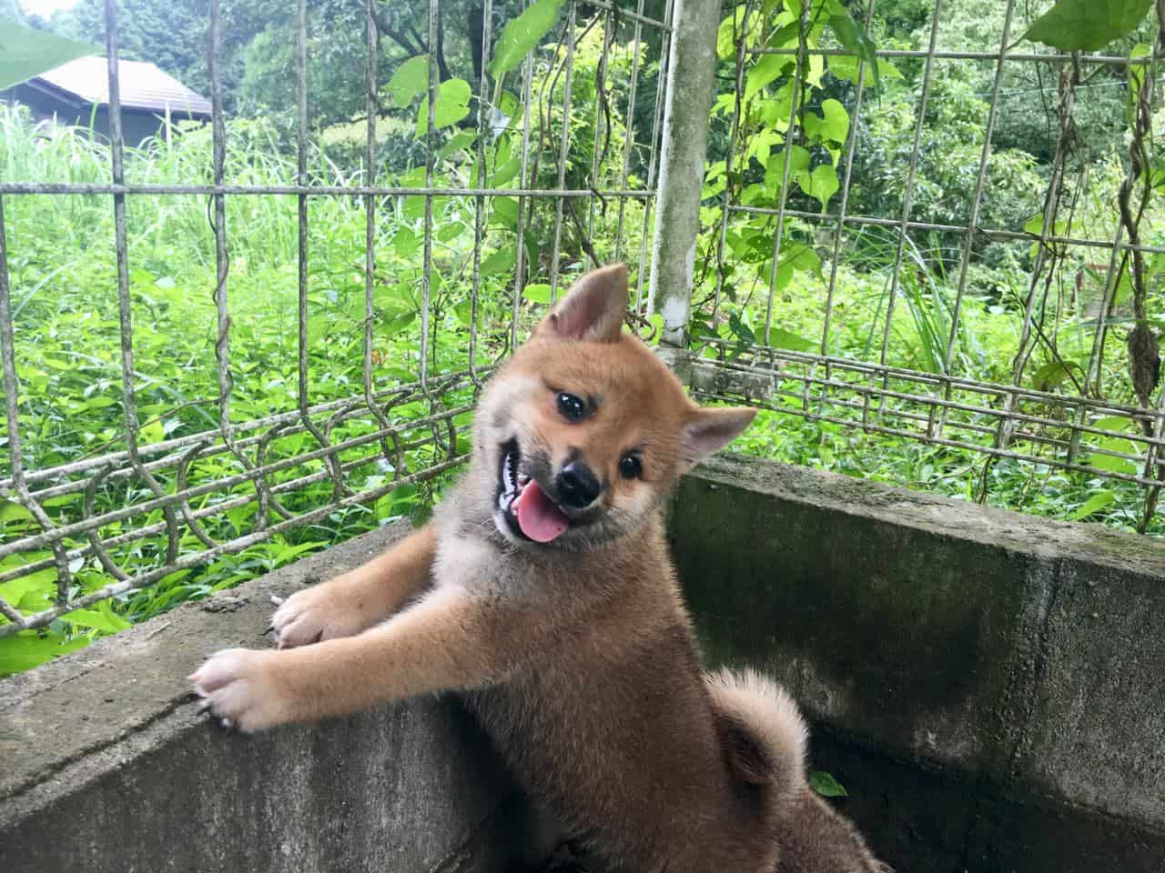 Shiba Inu puppies in Kumamoto