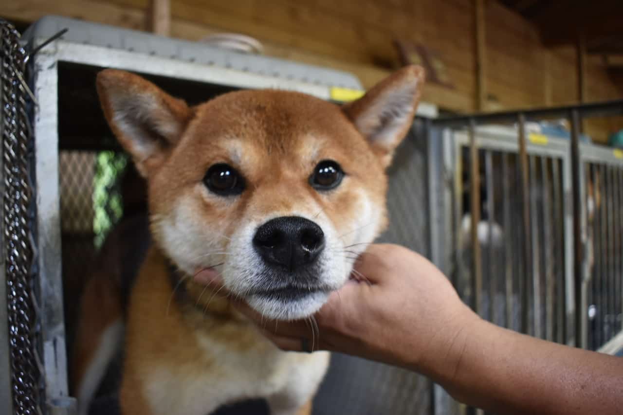 Shiba Inu Breeding Center in Kumamoto, Kyushu