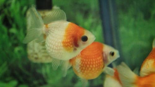 Puffy goldfish
