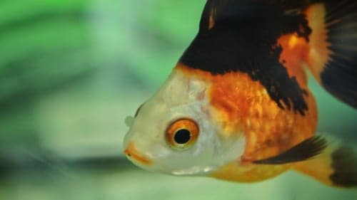 Goldfish close-up