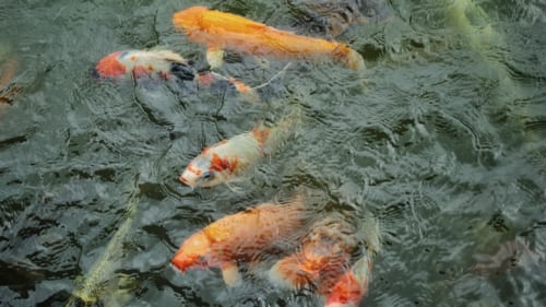 Koi in a pond next to the goldfish center