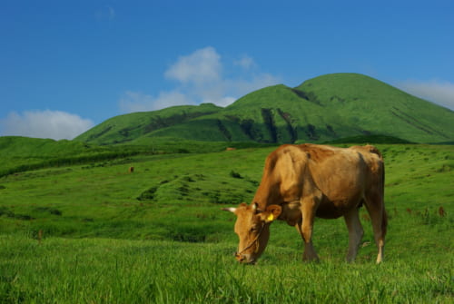 Jersey cow in Kumamoto prefecture