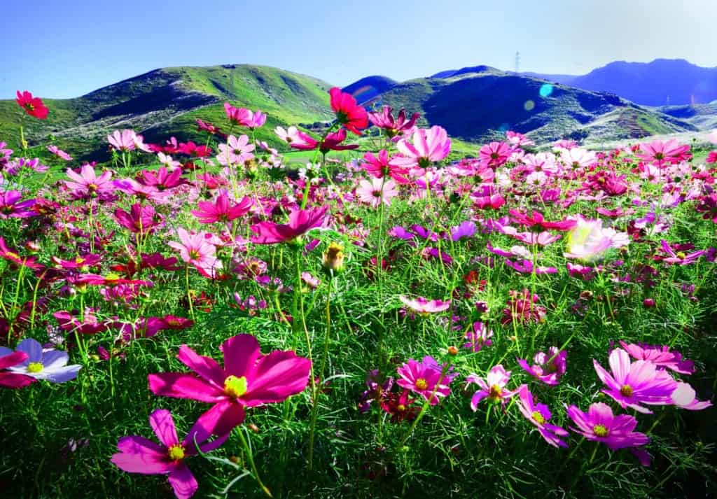 Japanese cosmos flower in autumn