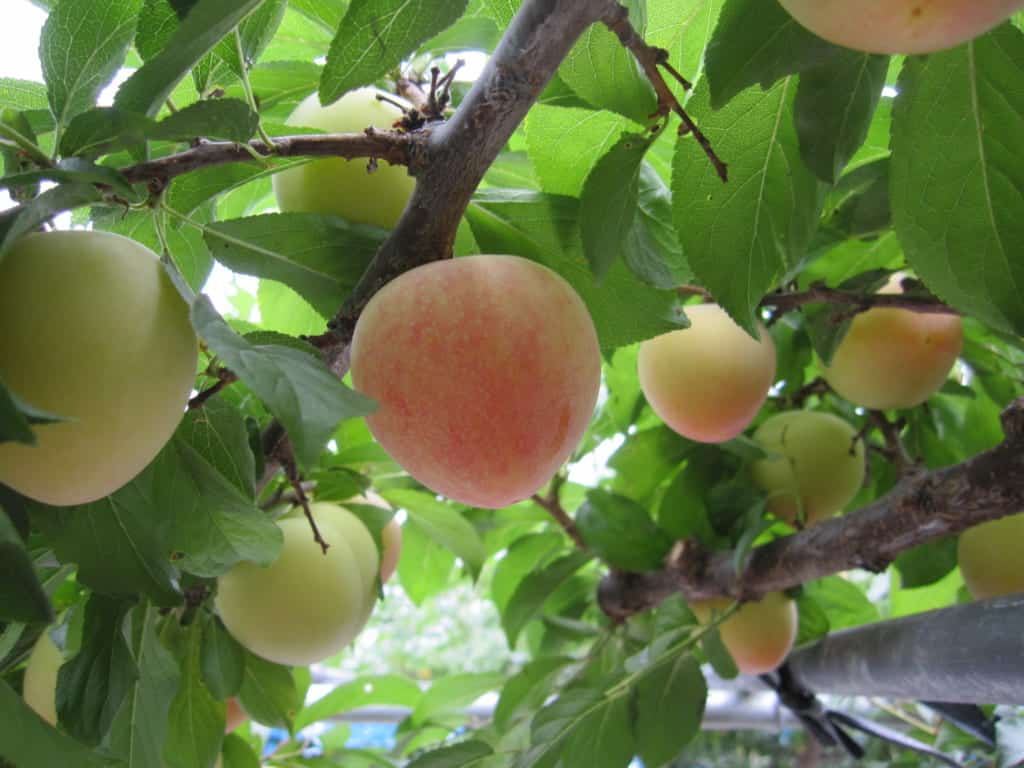 Honey Rosa Japanese plum in a tree