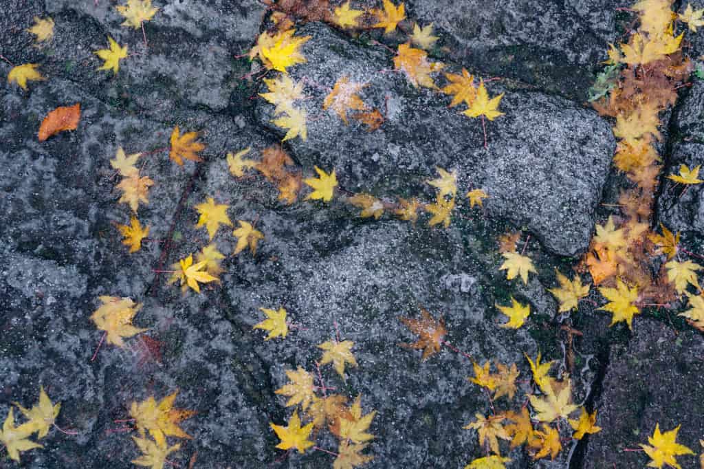 yellow maple leaves on stone groud
