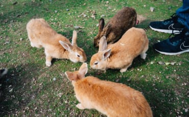 Okunoshima Rabbit Island in Hiroshima