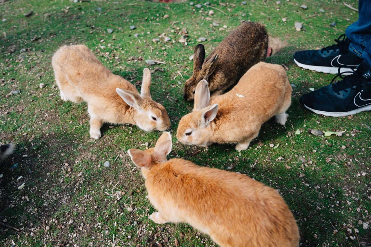 Rabbit Island: The Cutest Day Trip from Hiroshima on a Budget