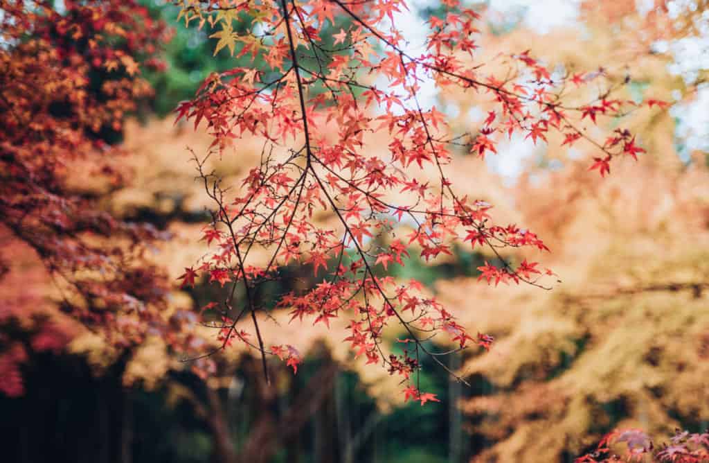Fall colors in Nagasaki Prefecture.