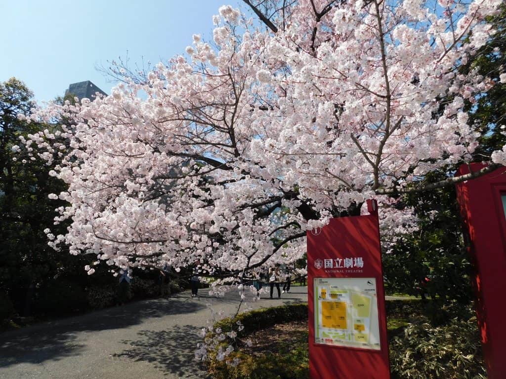 Tokyo Cherry Blossoms Spot Hanami Japan Season National Theater