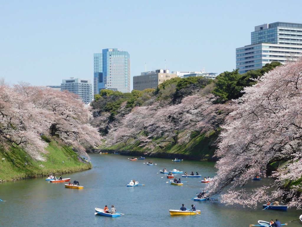 Tokyo Cherry Blossoms Spot Hanami Japan Season Chidorigafuchi