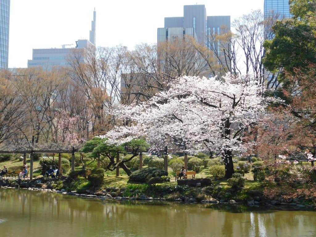 Tokyo Cherry Blossoms Spot Hanami Japan Season Hibiya Park Festival