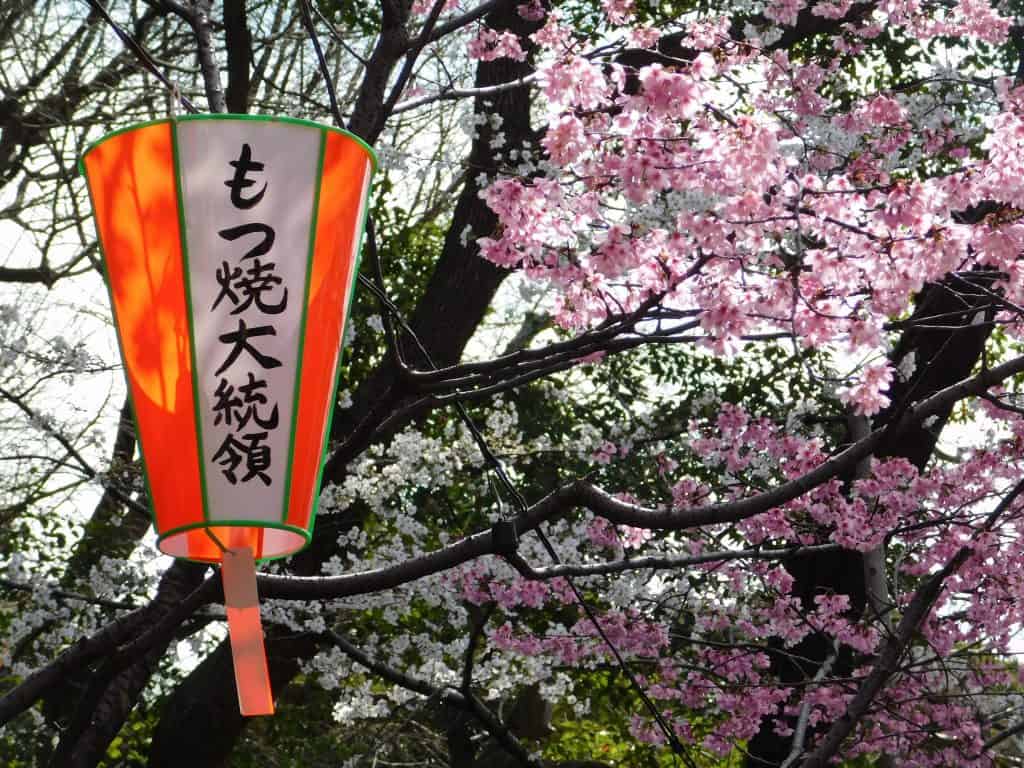 Tokyo Cherry Blossoms Spot Hanami Japan Season Ueno Park Pond
