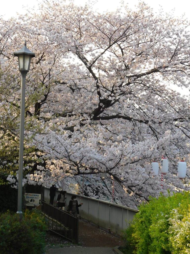 Tokyo Cherry Blossoms Spot Hanami Japan Season Kiba Park Picnic