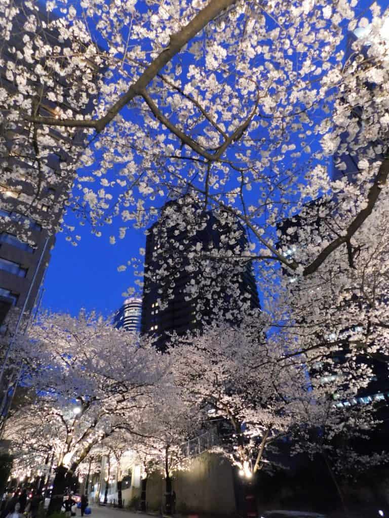 Tokyo Cherry Blossoms Spot Hanami Japan Season Roppongi Ark Hills