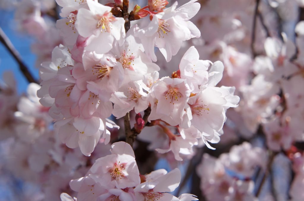 sakura cherry blossoms in Japan