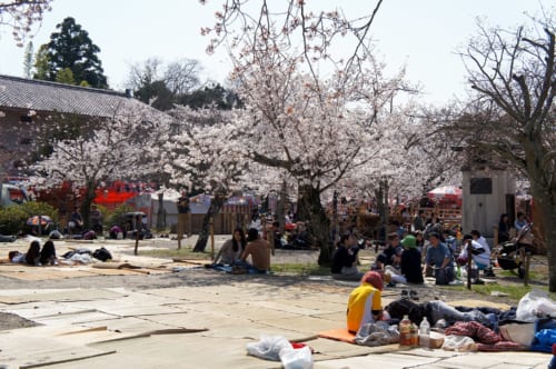 Complete Hanami Guide Enjoy Cherry Blossom Viewing In Japan Complete Hanami Guide Enjoy Cherry Blossom Viewing In Japan