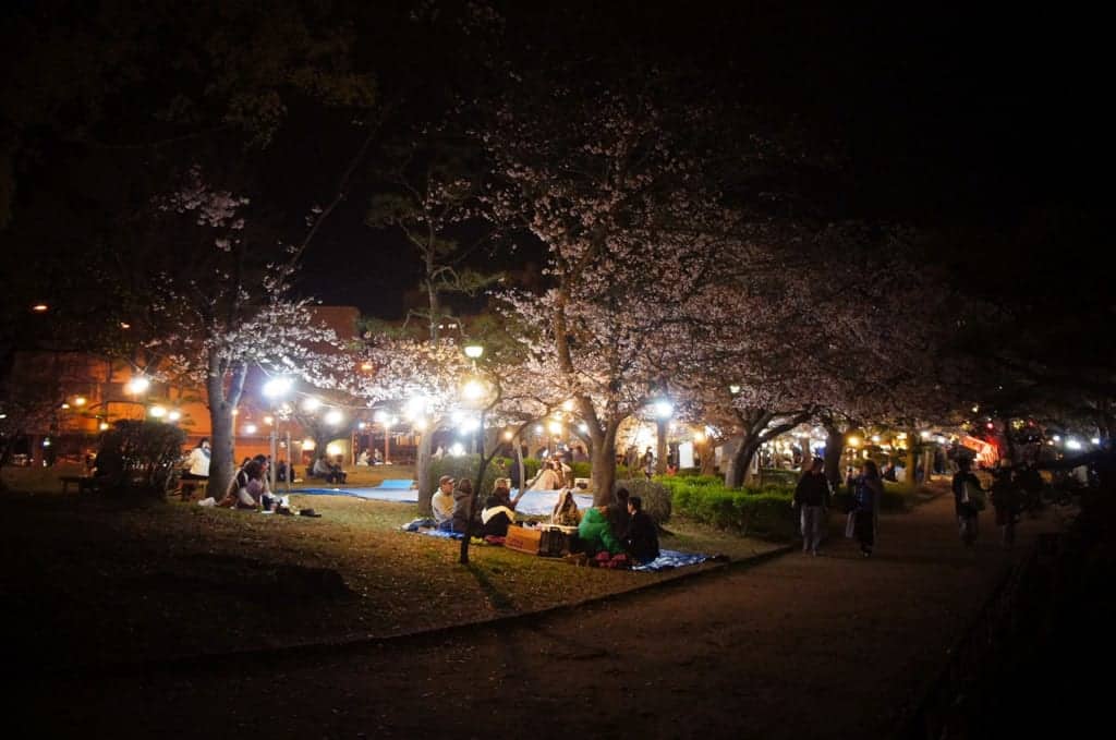 nighttime hanami viewing party in Japan