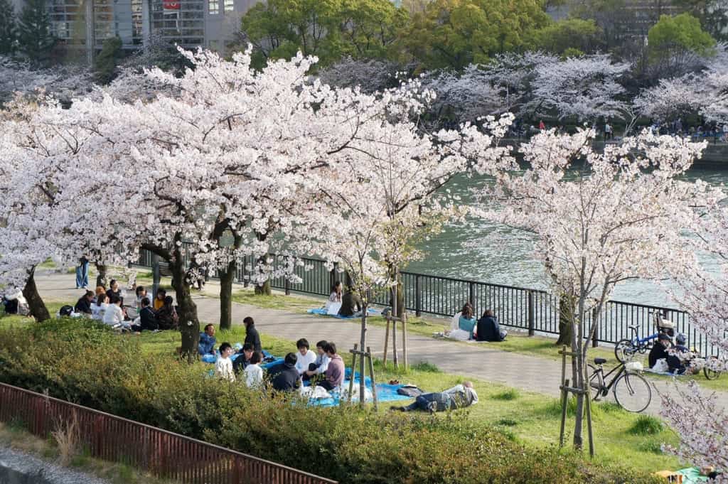 hanami sakura viewing party in Japan