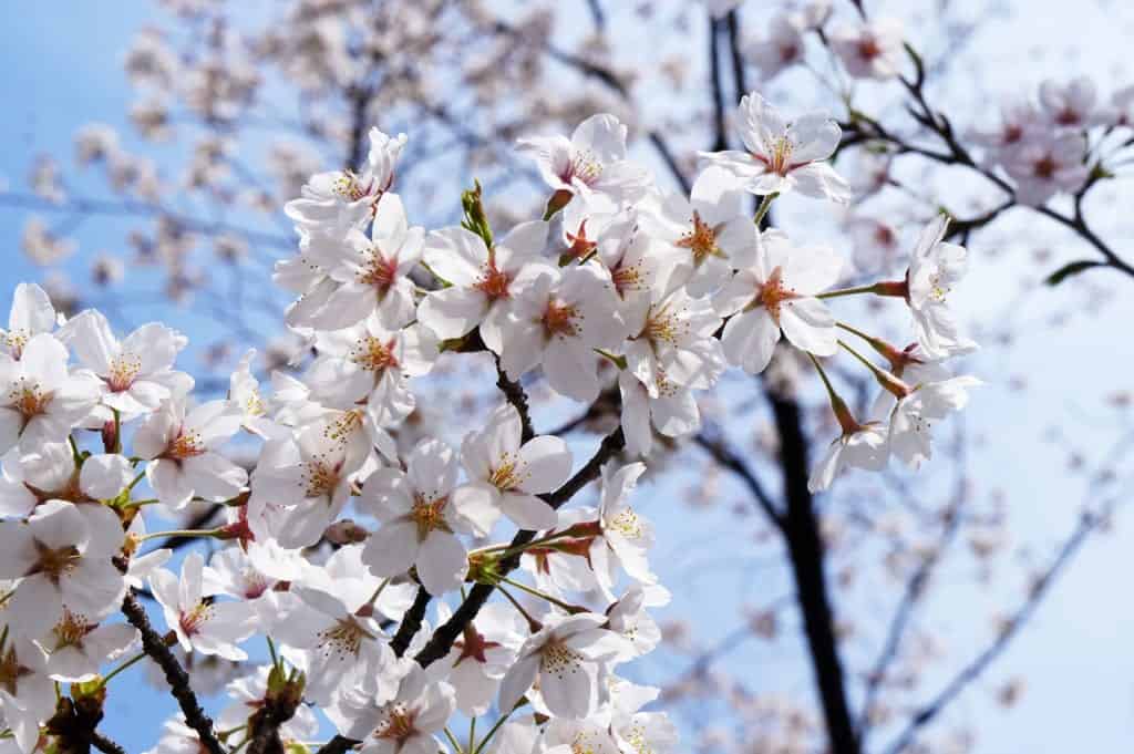 sakura cherry blossoms in tokyo, japan
